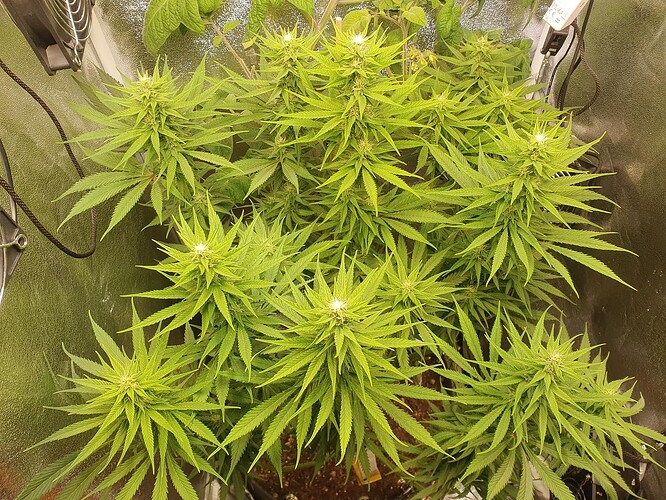 Growreport Bild 5