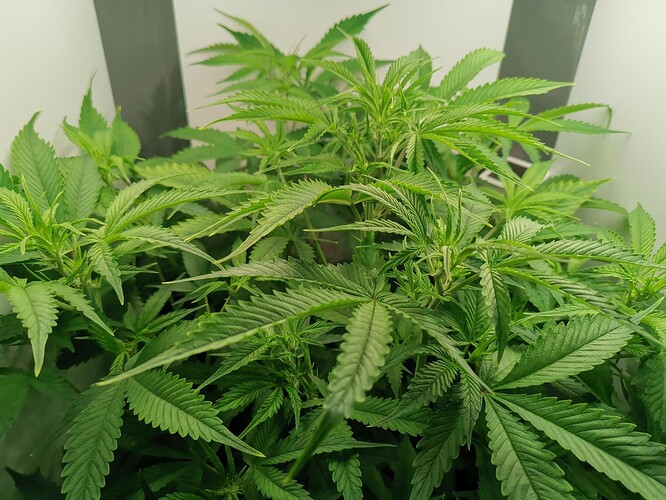 Growreport Bild 7