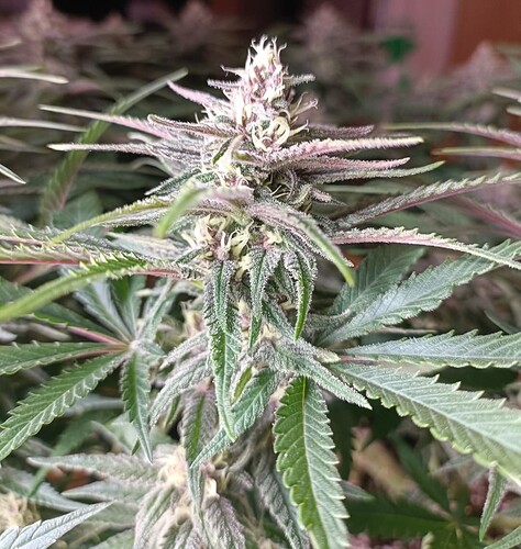 Growreport Bild 3
