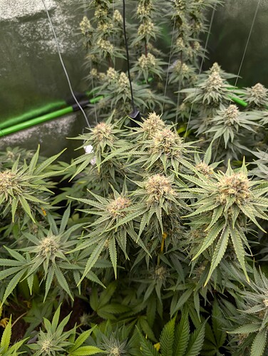 Growreport Bild 5