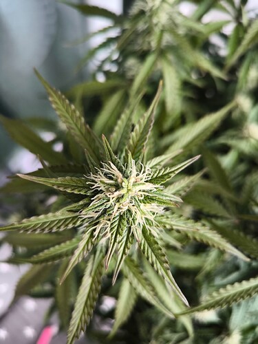 Growreport Bild 16