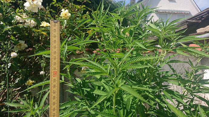 HG69.28.06.2m