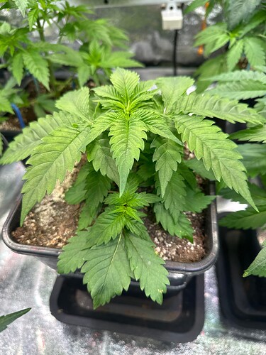 Growreport Bild 32