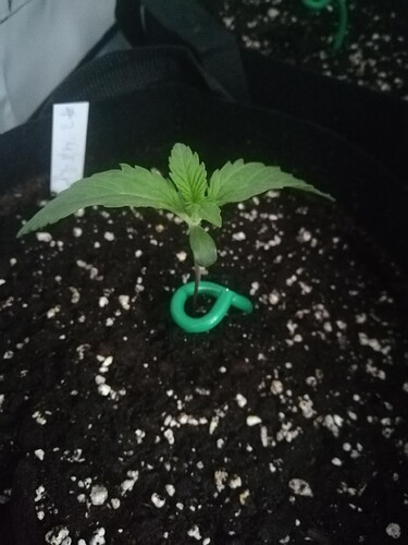 eine_schönheit_nach_einer_woche