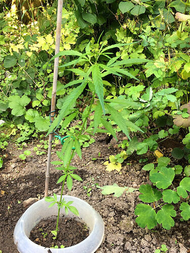 Grow26070809