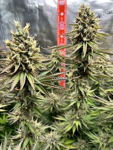 Zwei dominante Cannabis-Blütenstände in der späten Blütephase vor einem reflektierenden Zelt-Hintergrund.