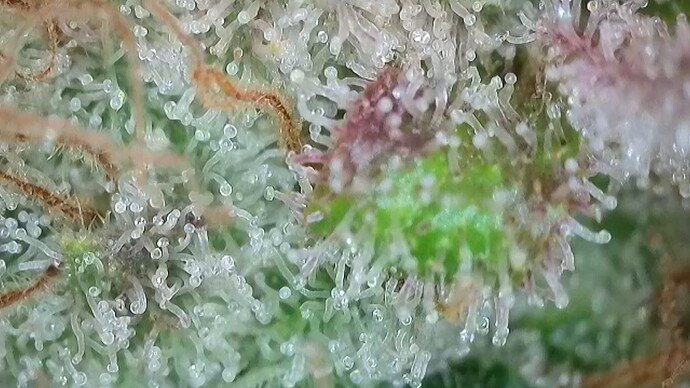 Growreport Bild 24