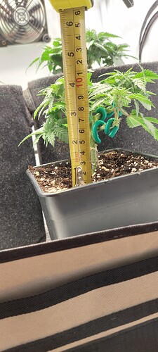 Growreport Bild 4