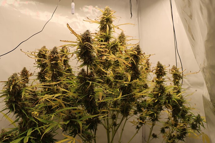 Growreport Bild 3