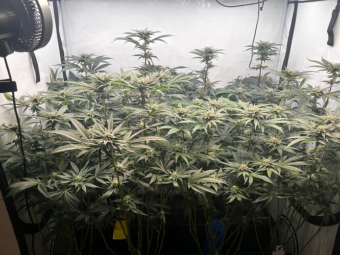 Growreport Bild 3