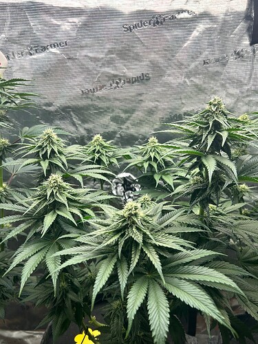 Growreport Bild 30