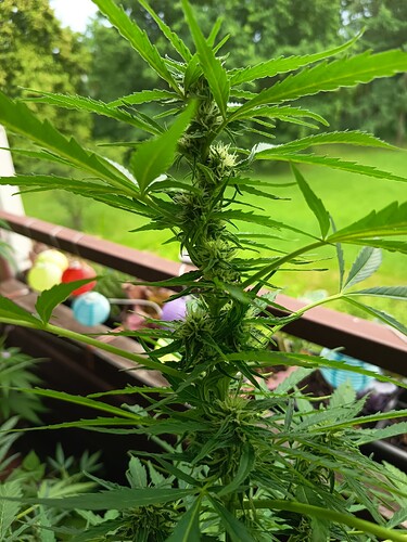 Growreport Bild 13