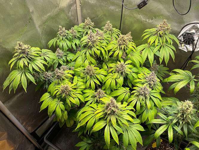 Growreport Bild 3