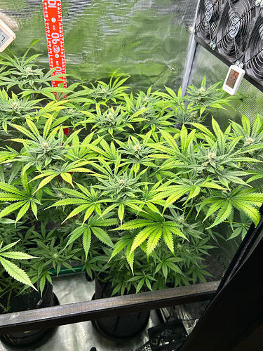 Zwei Cannabis-Pflanzen in einer Growbox in der Blütephase, mit sichtbarem Messstab und Hygrometer.