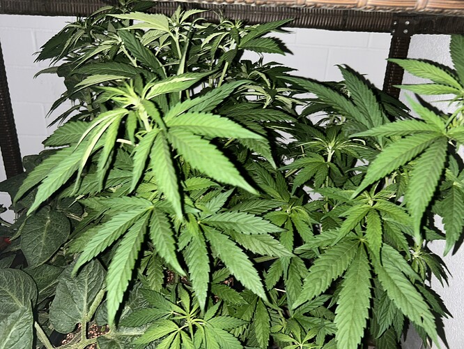 Growreport Bild 3
