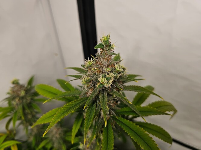 Growreport Bild 2