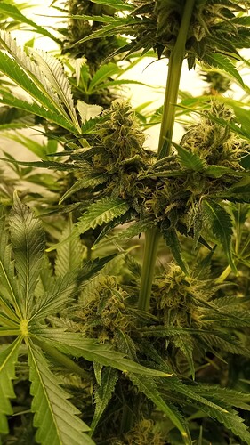 Growreport Bild 24