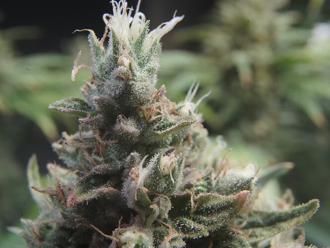Trichomes8