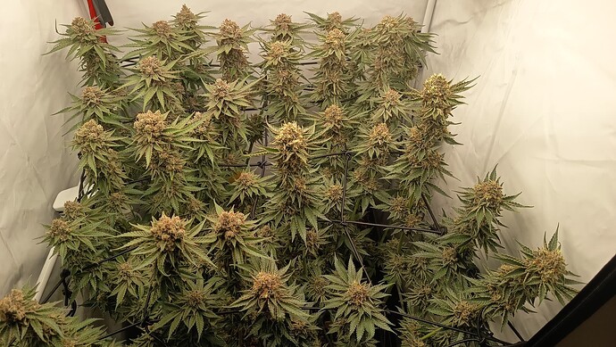 Growreport Bild 5