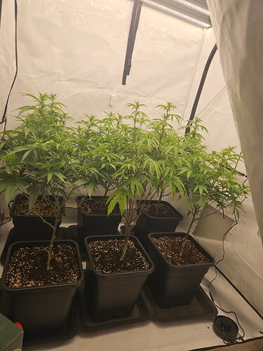 Growreport Bild 5