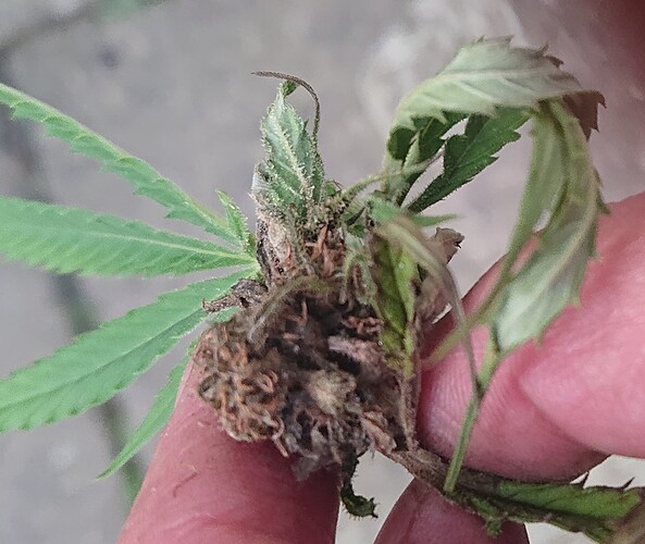 Growreport Bild 8