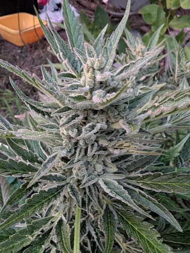 Growreport Bild 9