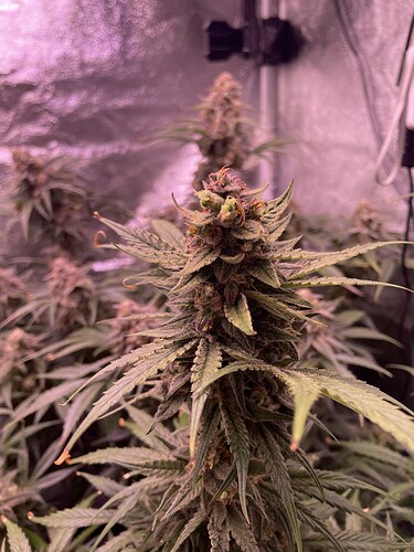 Growreport Bild 14
