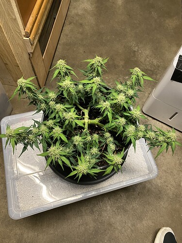 Growreport Bild 33