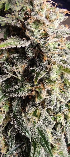 Growreport Bild 25