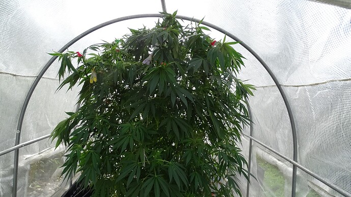 Growreport Bild 3