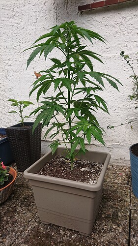 Growreport Bild 3