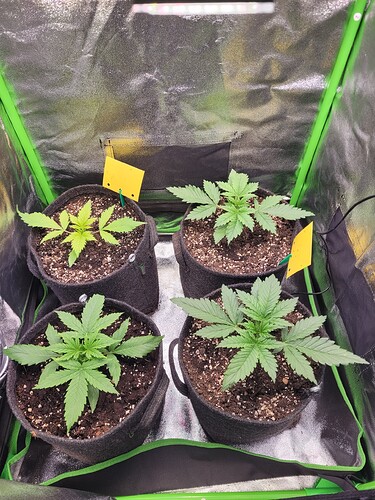 Growreport Bild 3