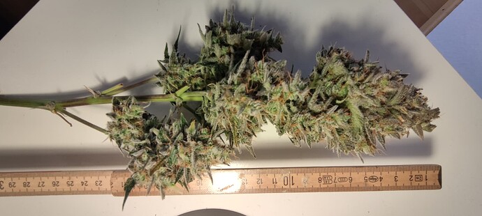 Growreport Bild 21