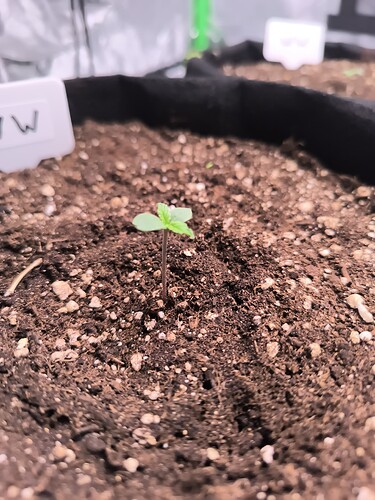 Growreport Bild 43