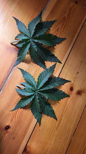Growreport Bild 11