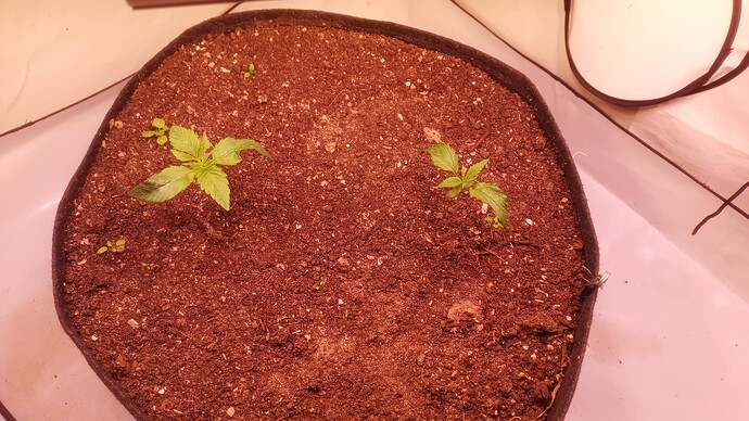 IMG_20250409_092043_101