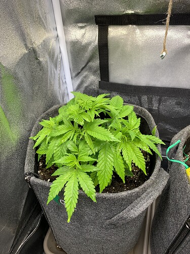 Growreport Bild 5