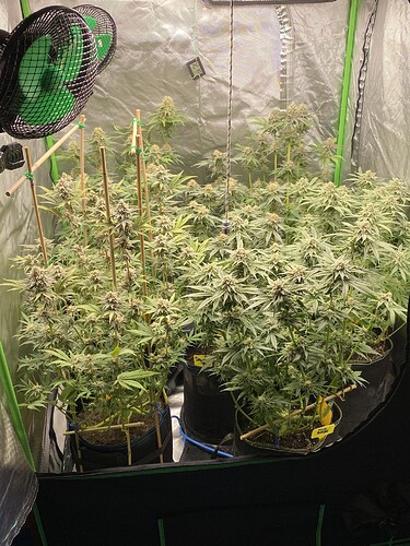 Growreport Bild 1