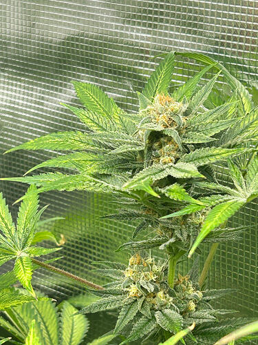 Growreport Bild 10