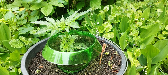 Growreport Bild 2