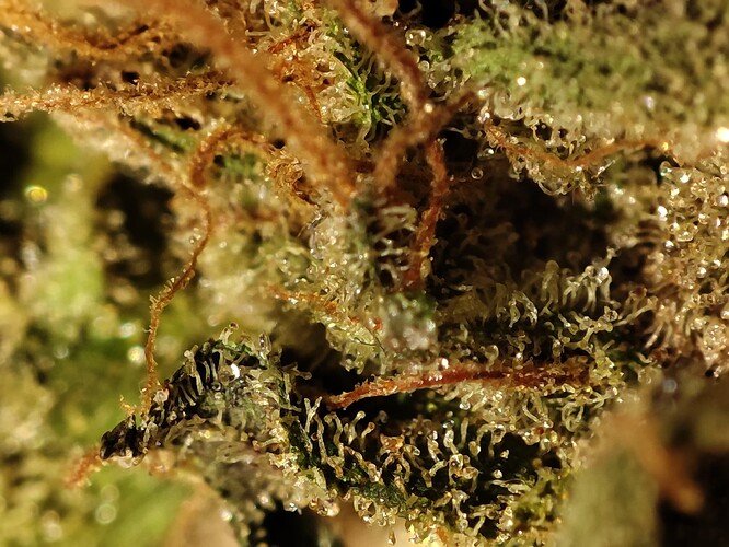 Growreport Bild 33