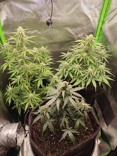 Growreport Bild 2