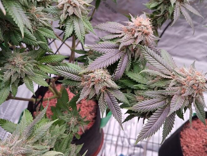 Growreport Bild 7