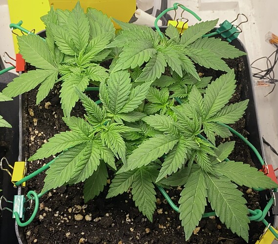 Growreport Bild 43