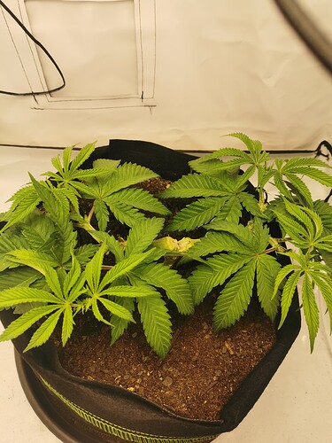 Growreport Bild 11