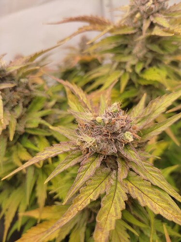 Growreport Bild 5