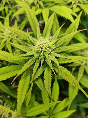 Growreport Bild 6
