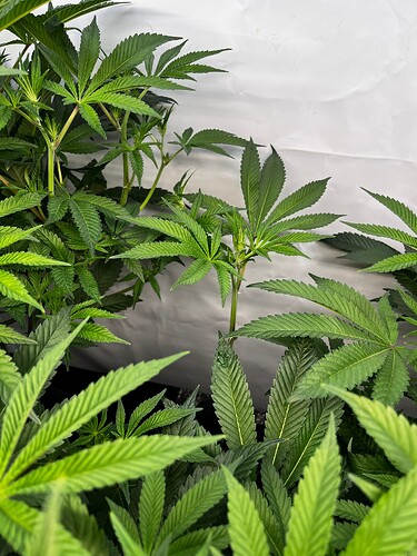 Growreport Bild 7