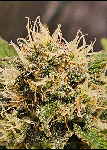 Growreport Bild 5