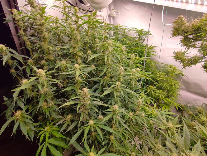 Growreport Bild 84